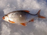 Основа 30.01.2011г. (16).jpg