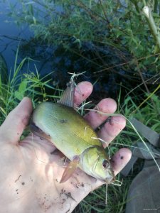 IMG_20150613_171216.jpg