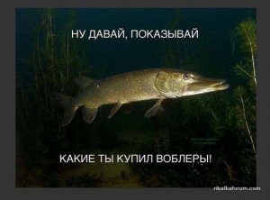 K9qXJqzIB80.jpg