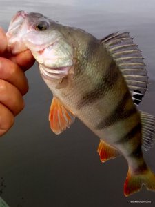 IMG_20150627_172554.jpg