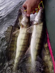 IMG_20150629_164218.jpg