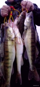 IMG_20150630_204949.jpg