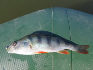 IMG_3971.JPG
