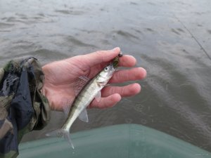 IMG_4007.JPG