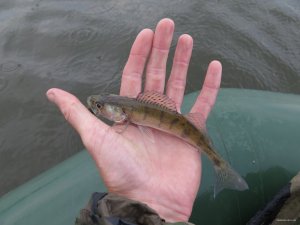 IMG_4009.JPG