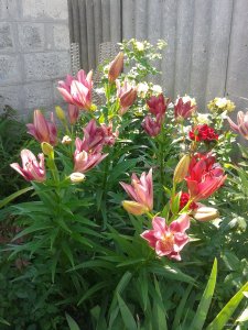 2015-06-23 14.37.30.jpg