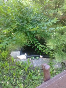 2015-07-03 17.16.10.jpg