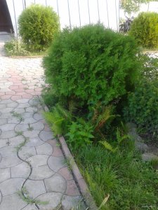 2015-07-03 17.16.52.jpg