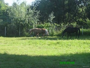 PICT0009.JPG