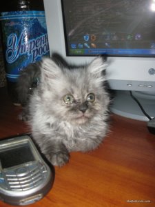 IMG_1325.jpg