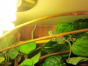 IMG_0108.JPG