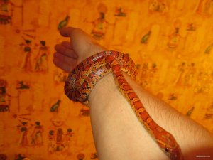 IMG_0184.JPG