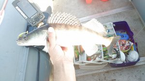IMG_20150705_055612.jpg