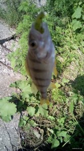IMG_20150719_163456.jpg