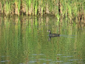 IMG_0479.JPG