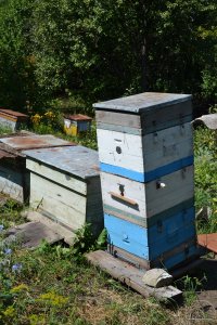 DSC_0185.jpg