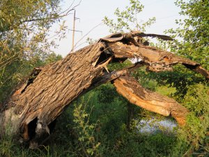 IMG_4971.JPG