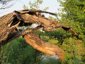 IMG_4974.JPG