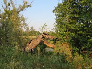 IMG_4970.JPG