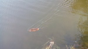 IMG_20150815_064022.jpg