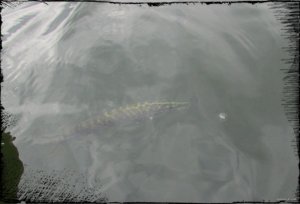 IVA29.jpg