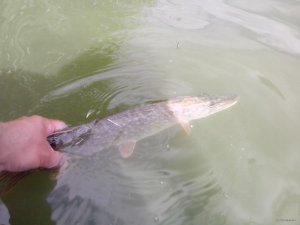 IMG_20150819_135742.jpg
