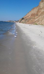 чайки.jpg