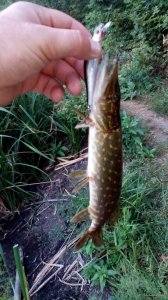 IMG_20150906_063409.jpg