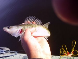 IMG_20150909_075207.jpg