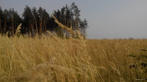 IMG_20150904_163255.jpg