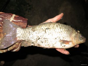 IMG_5621.JPG