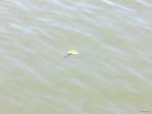 IMG_0788.JPG