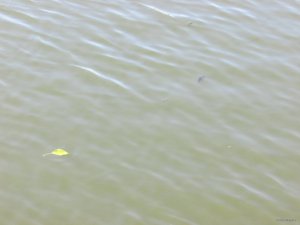 IMG_0789.JPG