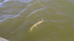 DSC_0248.JPG