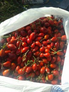 2015-09-30 09.26.58.jpg