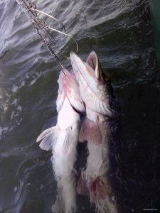 IMG_20151001_121327.jpg