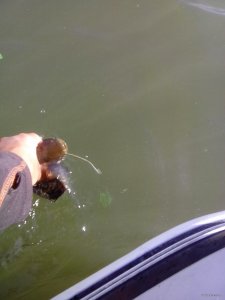 IMG_20151004_131853.jpg