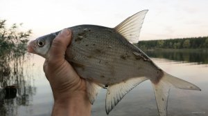 IMG_3466.JPG