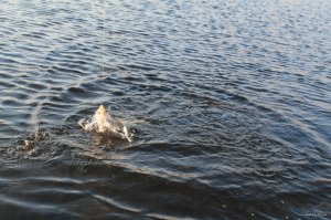 IMG_6139.JPG