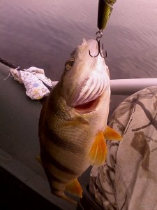 IMG_20151018_120745[1].jpg