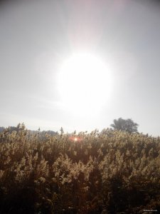 IMG_20151017_093452.jpg