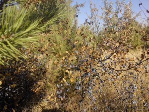 IMG_20151017_110147.jpg