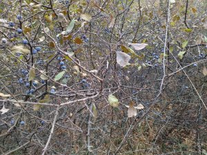 IMG_20151018_150503.jpg