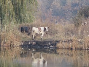 IMG_5822.JPG