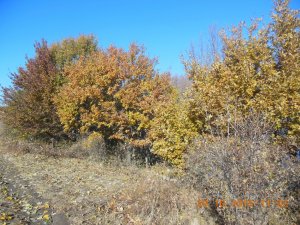 DSCN4374.jpg