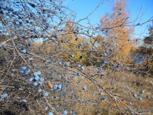 DSCN4403.jpg