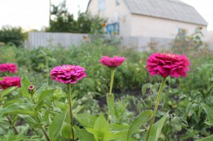 IMG_5249.JPG
