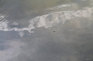 IMG_1571.JPG