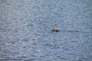 IMG_1645.JPG