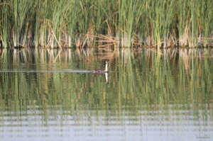 IMG_1719.JPG